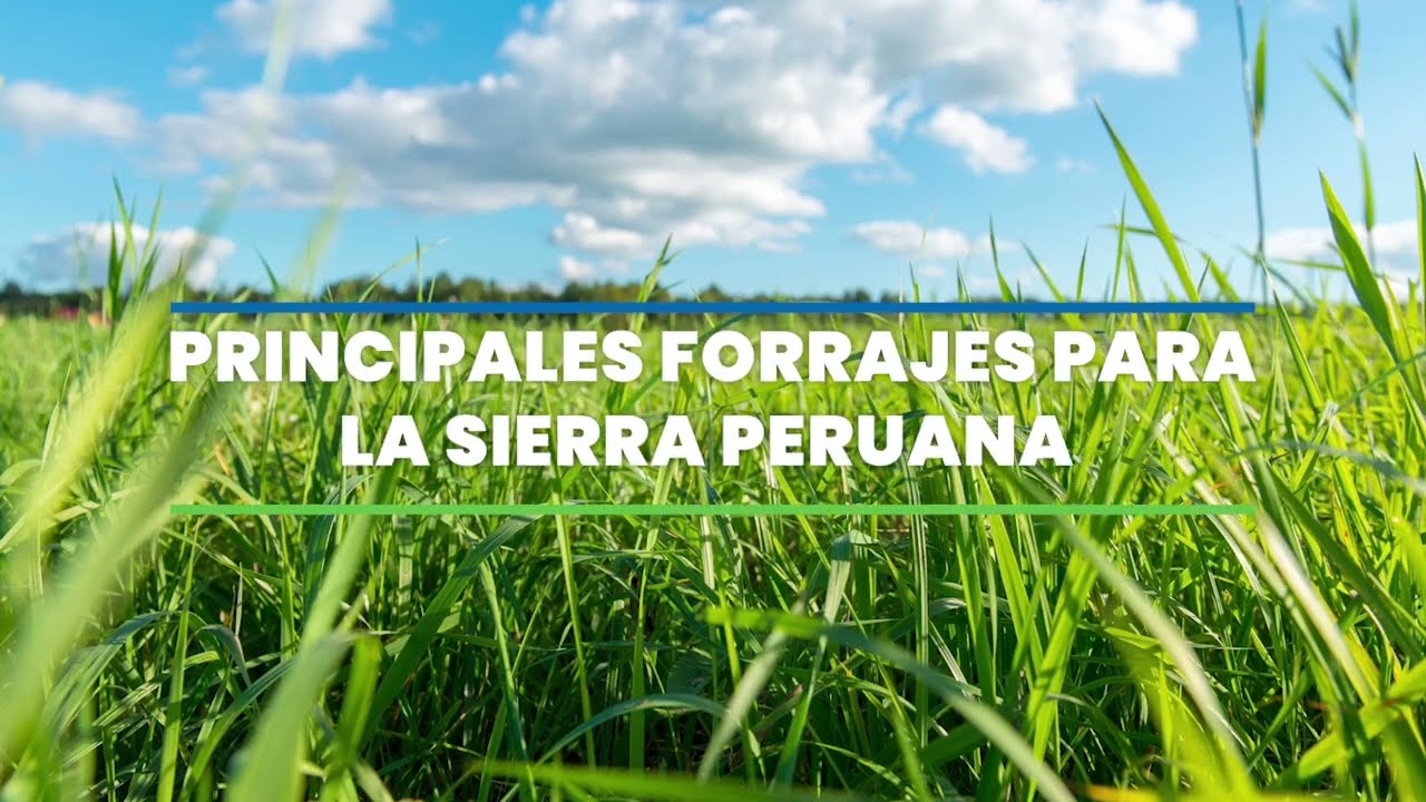 PRINCIPALES FORRAJES PARA LA SIERRA PERUANA