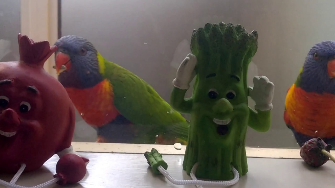 Rainbow Lorikeets v King Parrot - Vying for Supremacy of the Window Sill