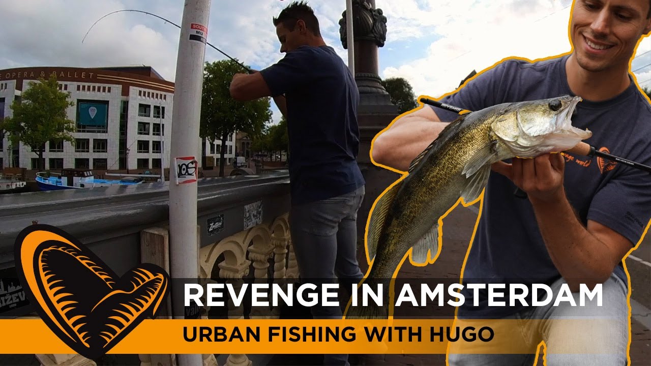Revenge in Amsterdam - Urban Zander and Perch fishing #zander #perch