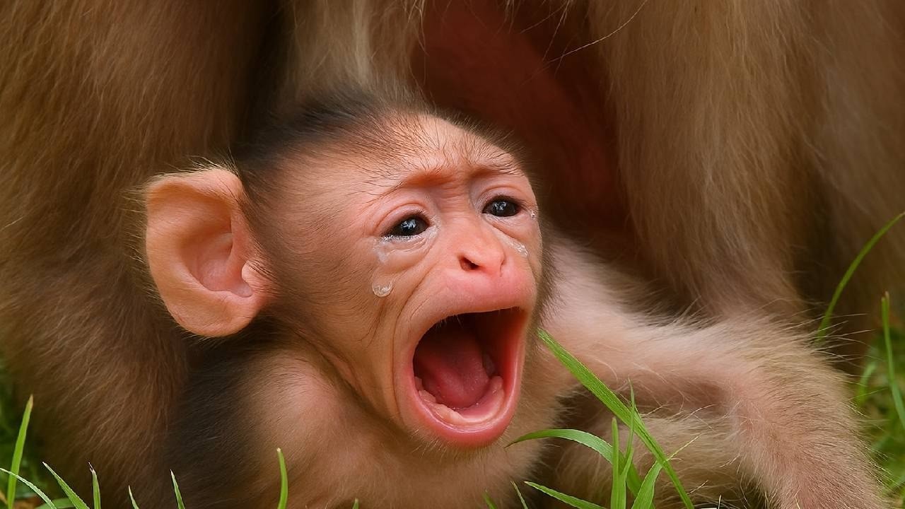 Leo Monkey’s Emotional Collapse You Have to See