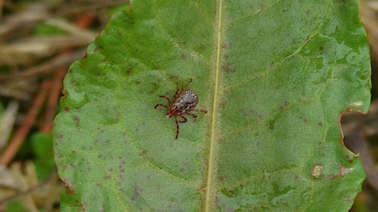 Ticks and Tick Diseases in Kentucky