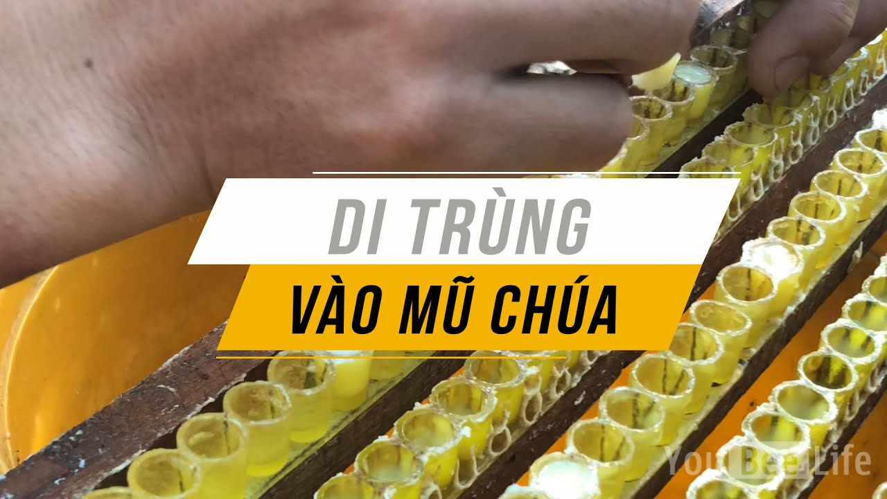 Cách Di Trùng Vào Mũ Chúa Tạo Sữa Ong Chúa | Trại Ong Sữa Lâm Đồng