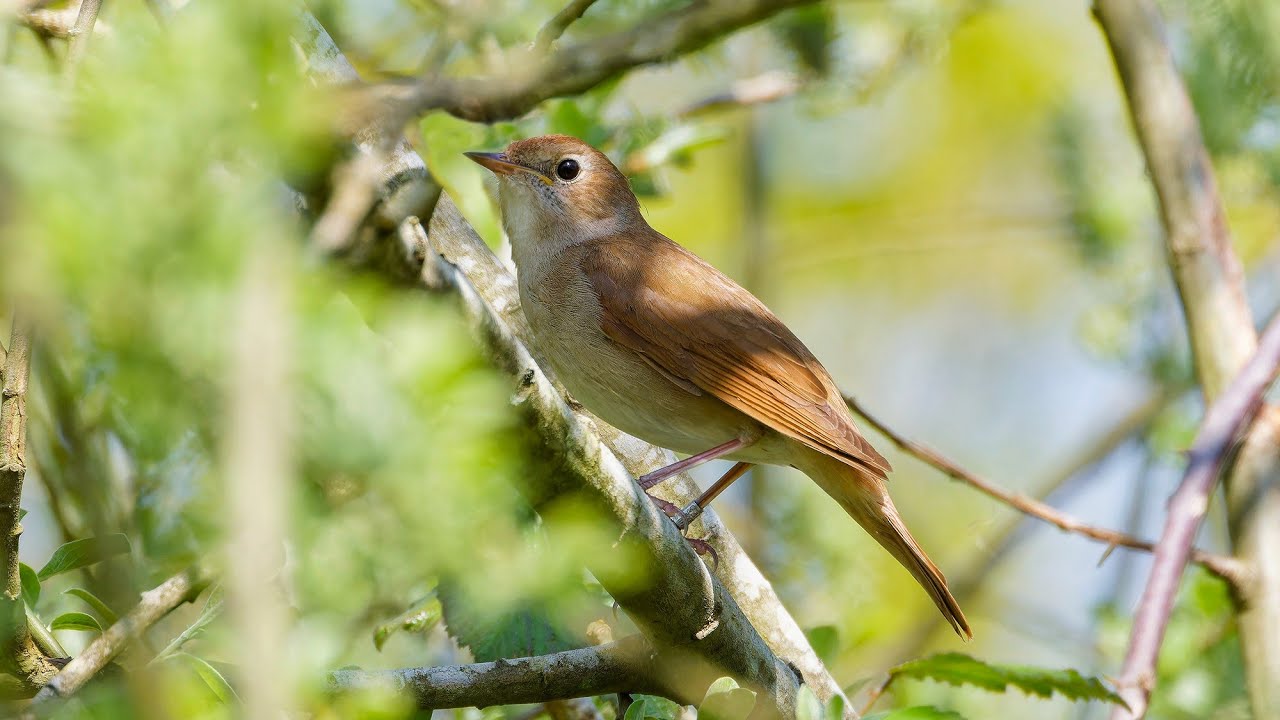 Nightingales in Essex