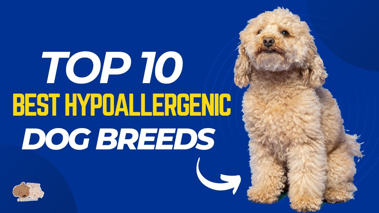 THE BEST HYPOALLERGENIC DOG BREEDS : hypoallergenic dog / allergy free dogs