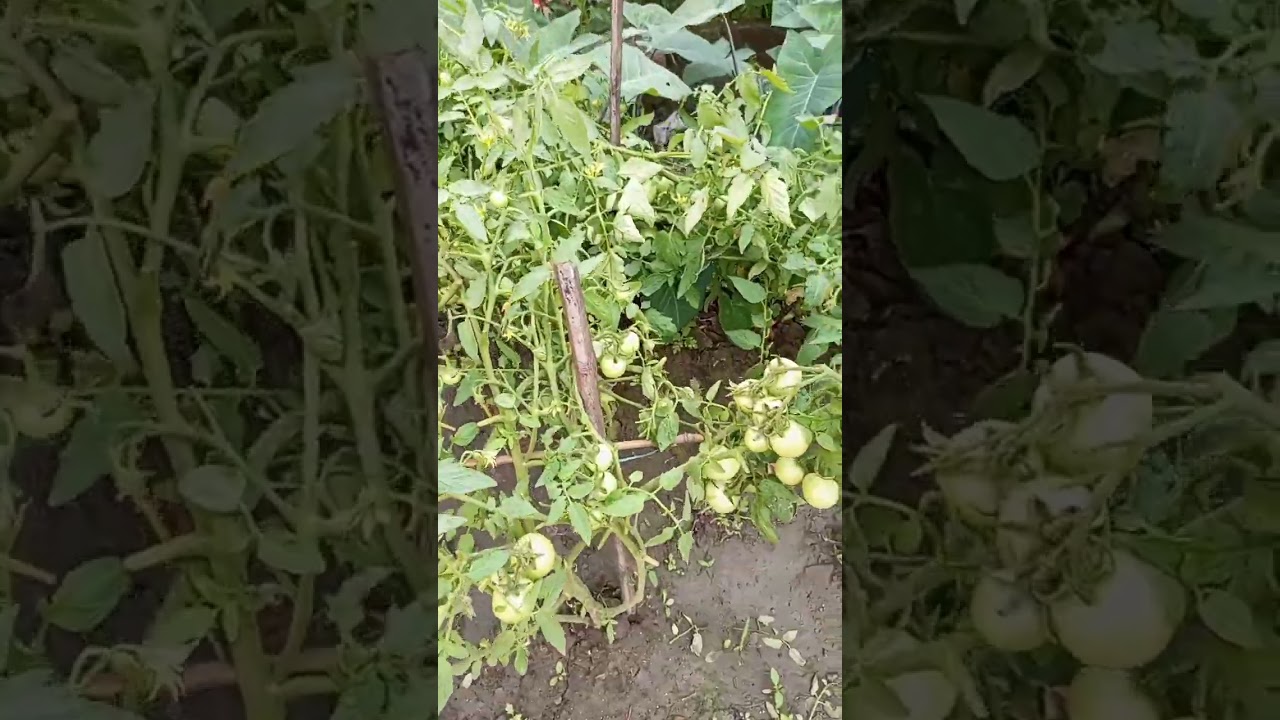 Tomato Growing with Best Method