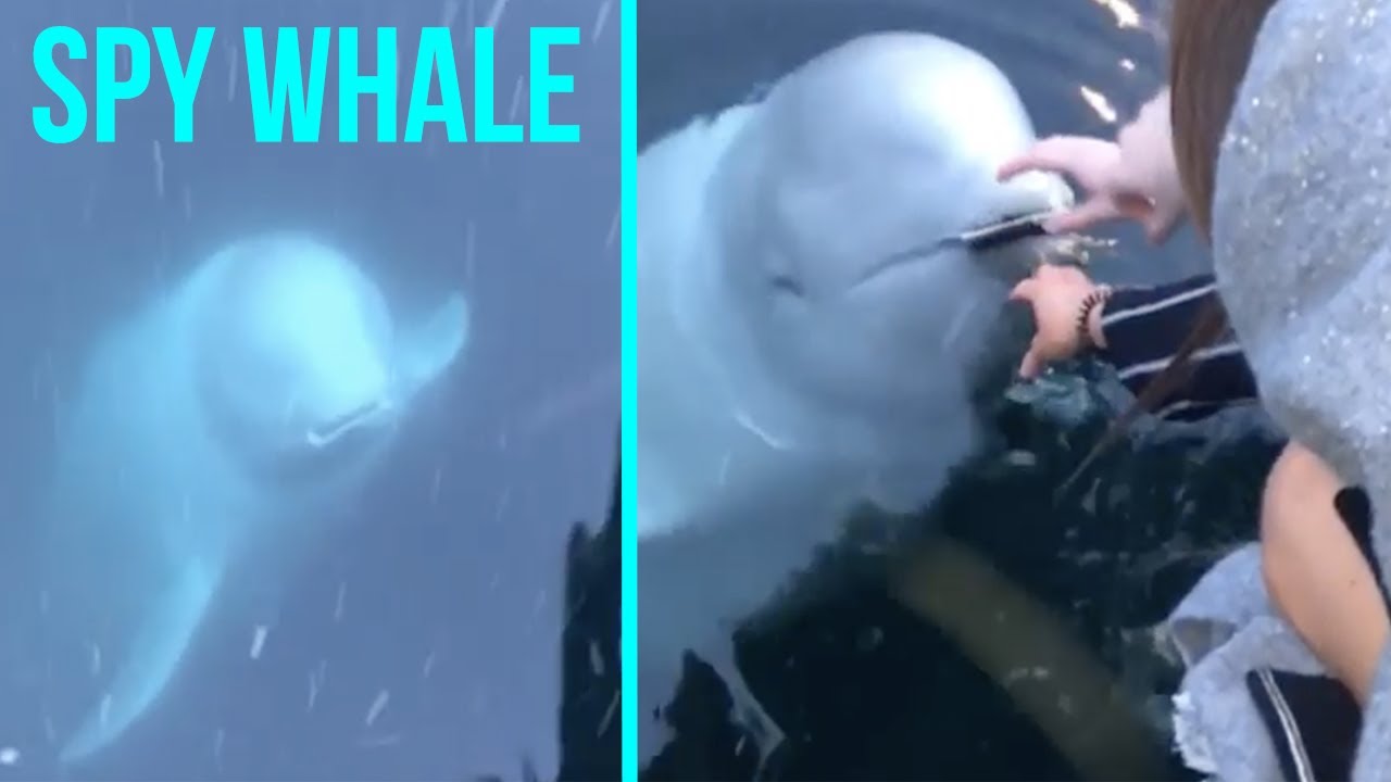 Spy Whale Rescues Woman&rsquo;s Phone From Ocean