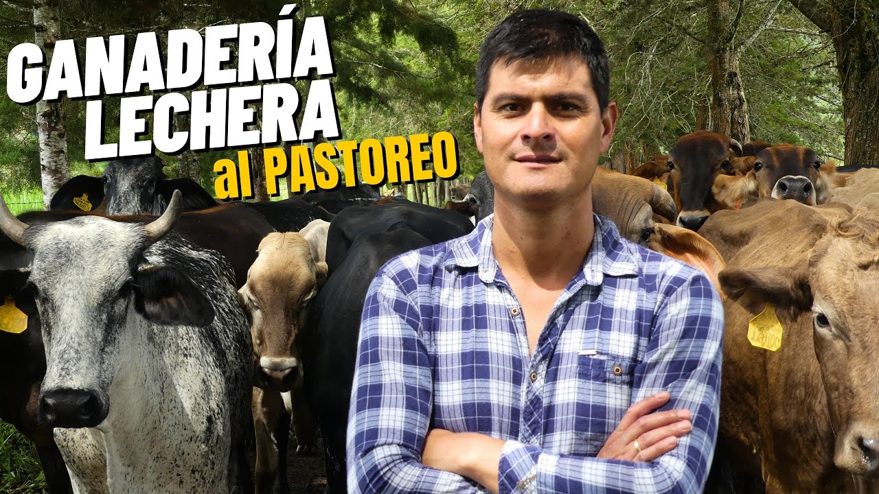 Cómo administrar una GANADERÍA LECHERA TROPICAL de manera eficiente en Oxapampa