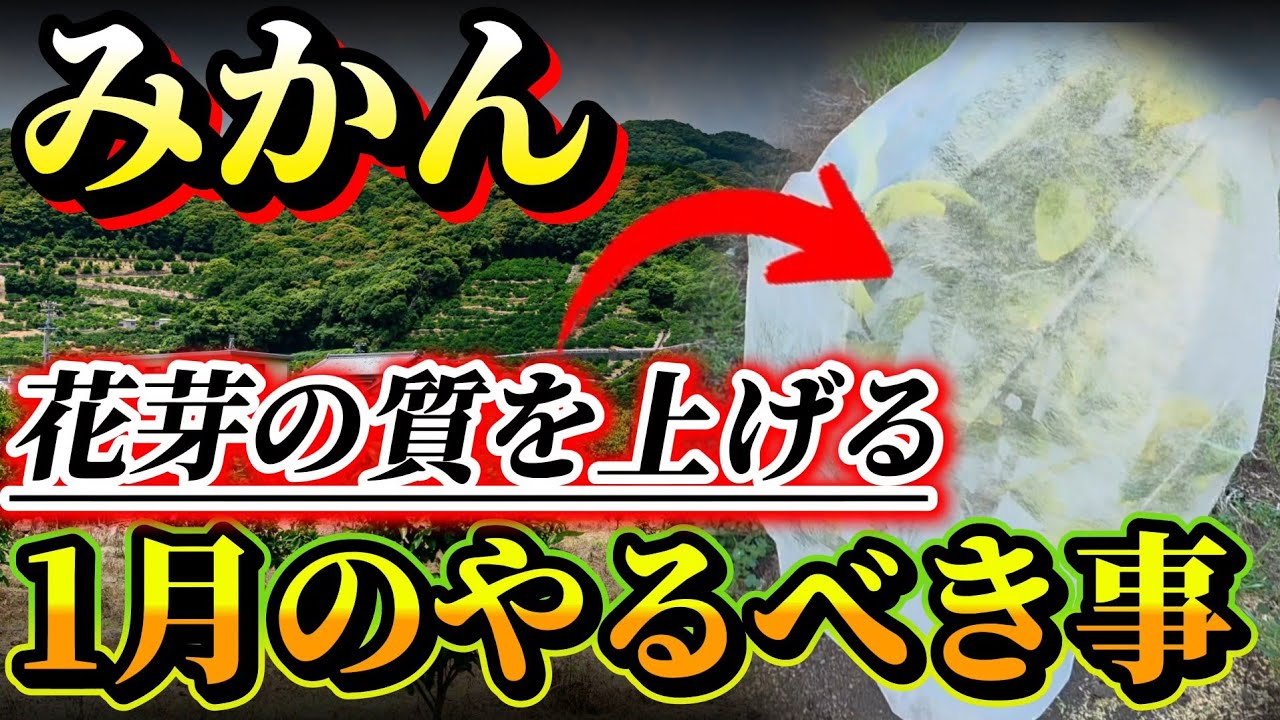 【みかん】コレやると春の芽吹きが良くなります！！1月は成長させるな！！