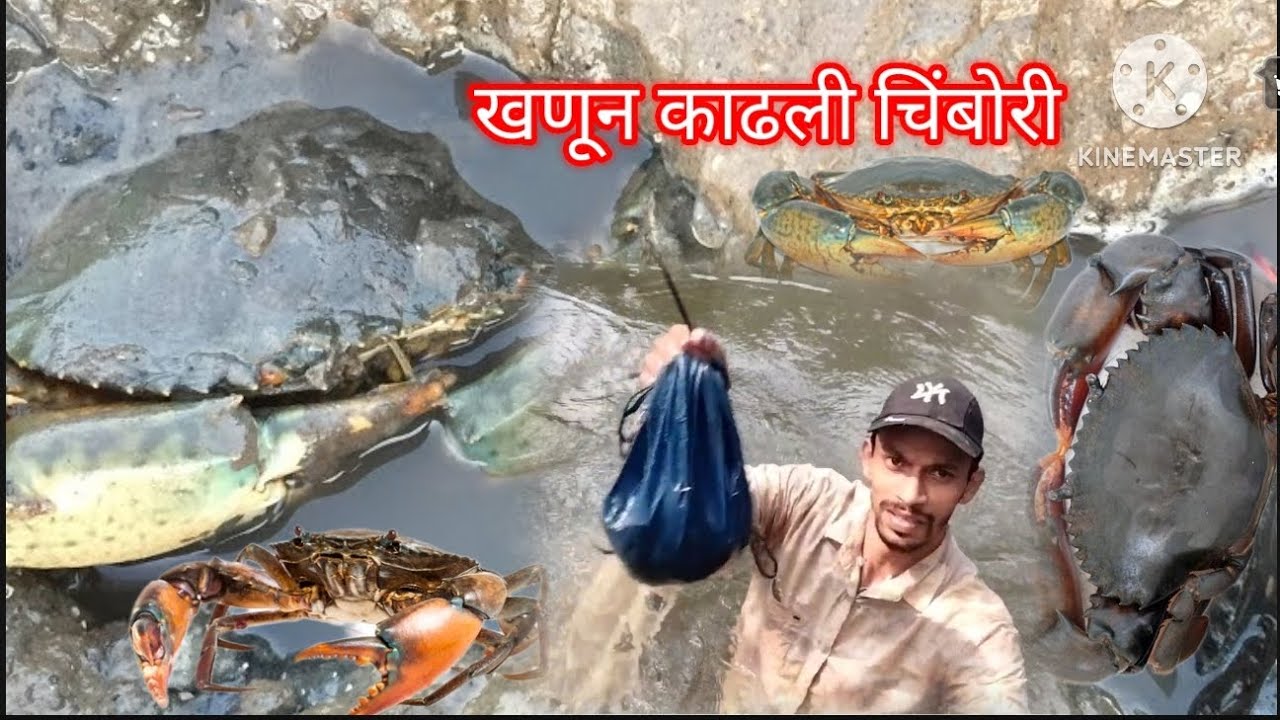 🇮🇳 भरपूर मेहनत करून काटेरीतून काढली विचित्र डांग्याची चिंबोरी | mudbig brab | viralvideo |agrikoli🇮🇳