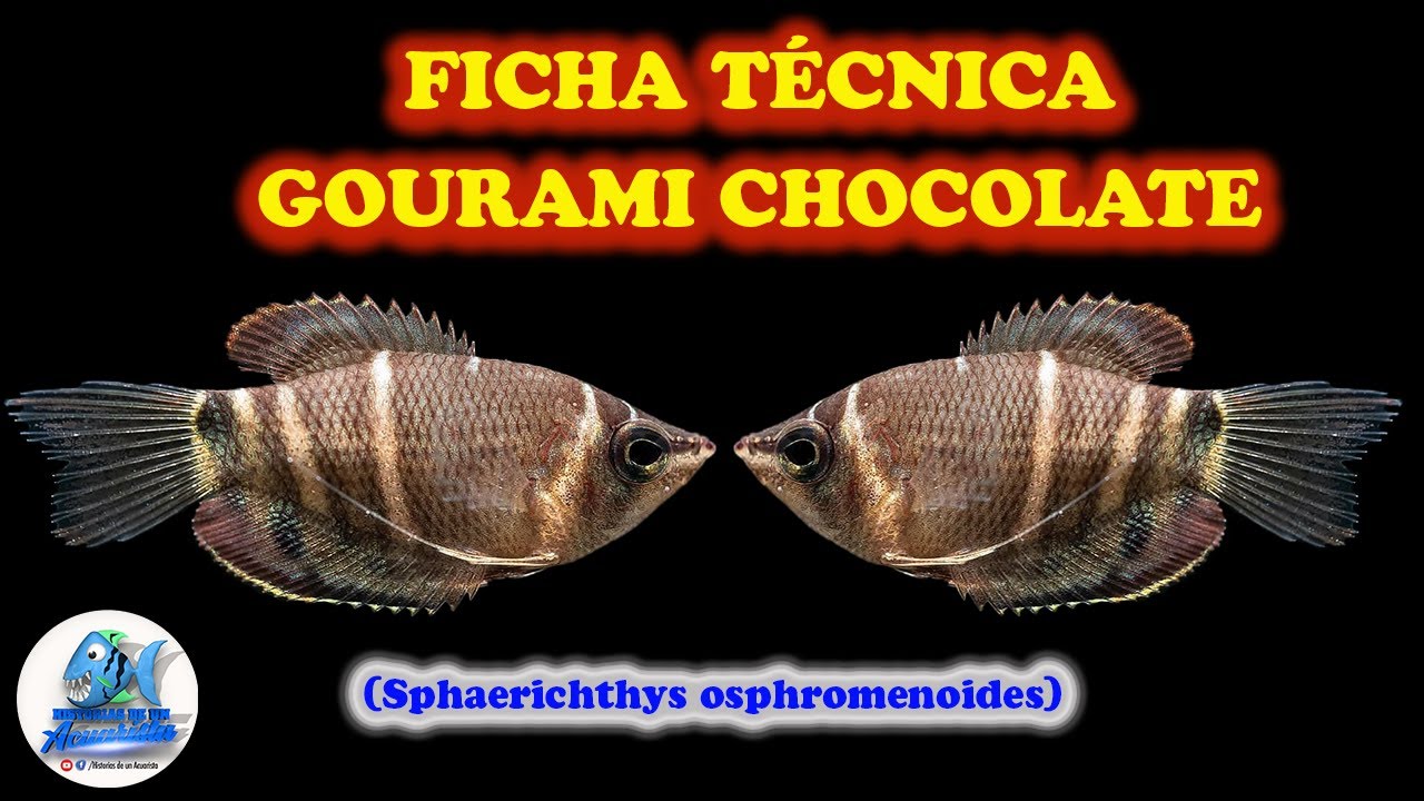 FICHA TÉCNICA GOURAMI CHOCOLATE (Sphaerichthys osphromenoides)