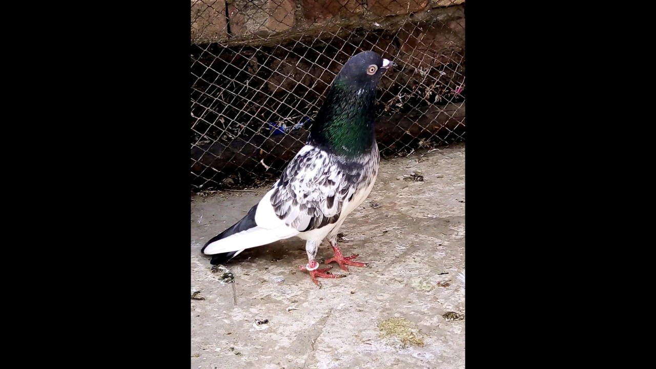 top 5 fancy kabutar #video #viral 1M views #subscribe #share #uk #pigeon #life