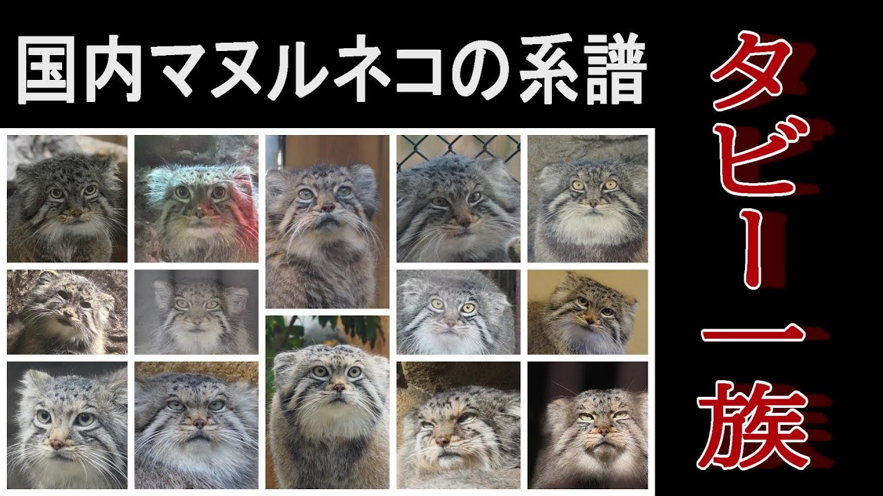 【国際マヌルネコの日★記念動画】国内マヌルネコの系譜 Japan's manul Genealogy（Subtitled in English）