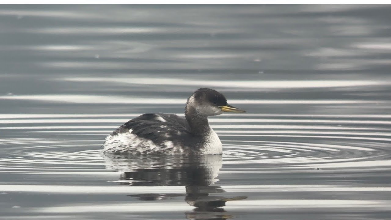 Grèbe jougris, red-necked grebe, podiceps grisegena, lac du Héron, Villeneuve d’ascq, janvier 2026