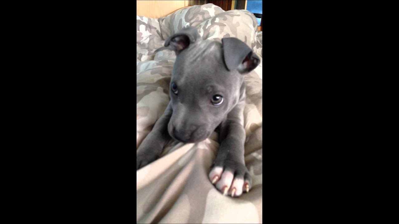 Blue Staffy Puppy