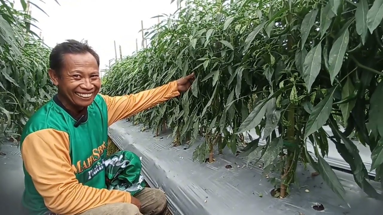 TANAM CABE BESAR DI LAHAN BEKAS DENGAN SEMI ORGANIK