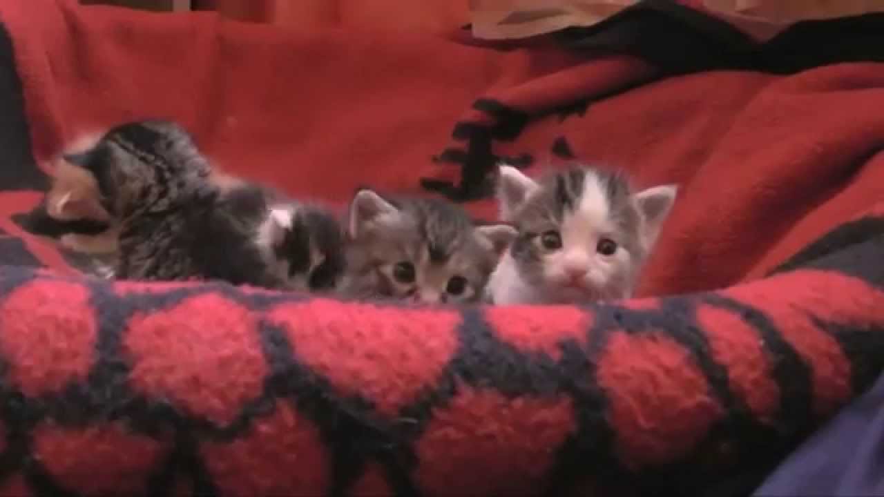 Babykatzen 
