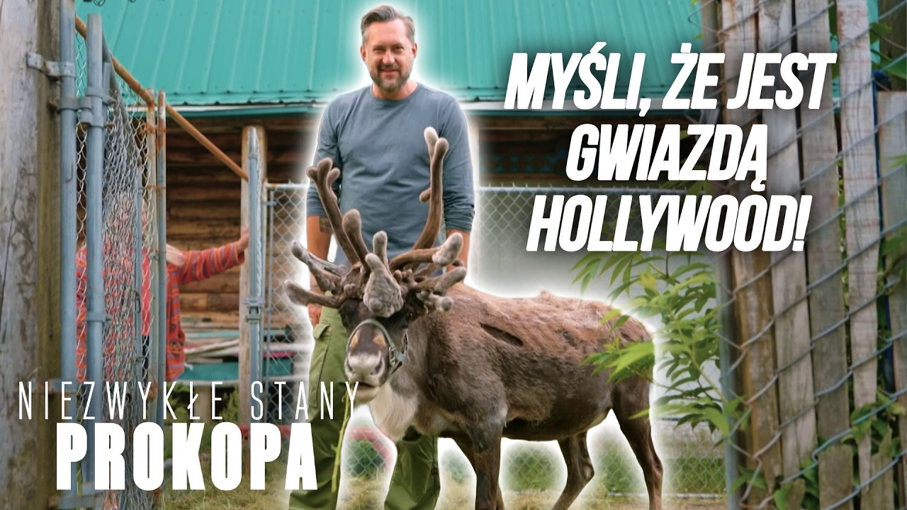 Wytresowała renifera 🦌 zarobiła na nim krocie 🤑 | Niezwykłe Stany Prokopa