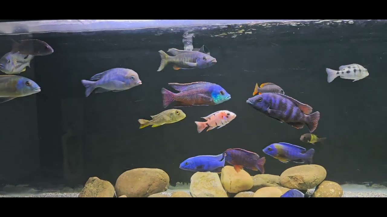  My  125 gallon  fish tank leak