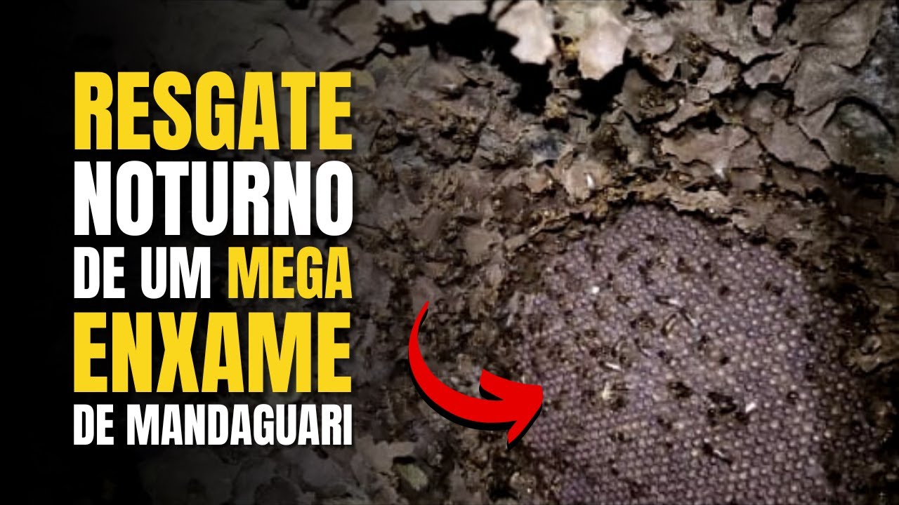 A MAIOR COLÔNIA QUE EU JÁ VI! Resgate noturno de Mandaguari amarela