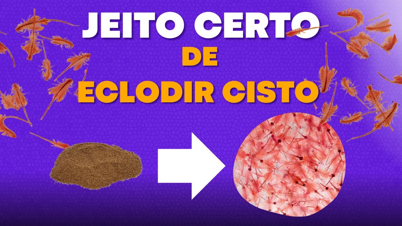 Como eclodir Cisto de Artêmia (Maneira correta)