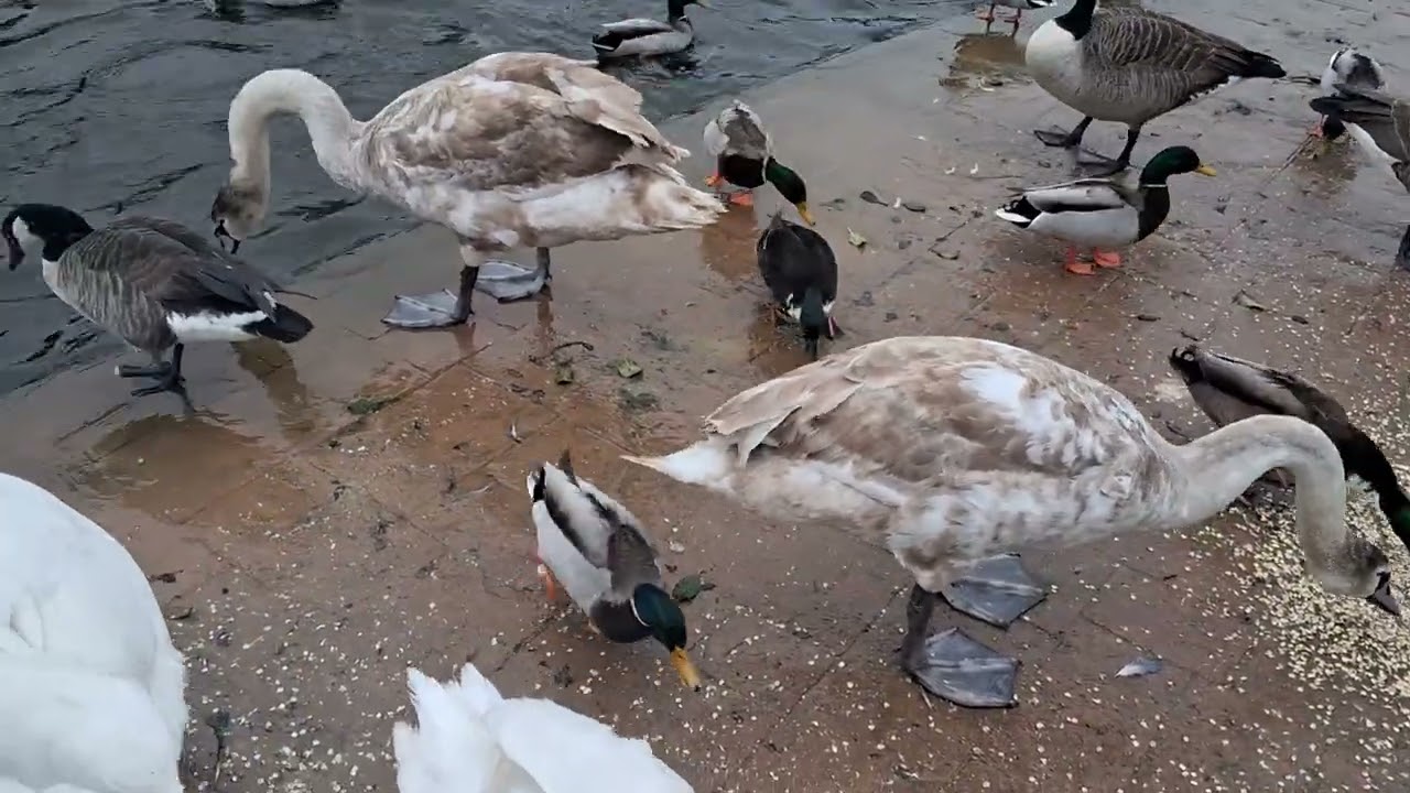 Days out with Guy*Cleethorpes boating lake 12th February 2026*