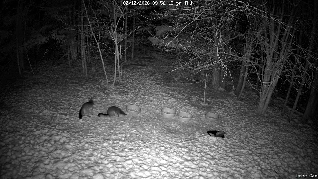 Red Fox 2-12-2026 9:55 PM