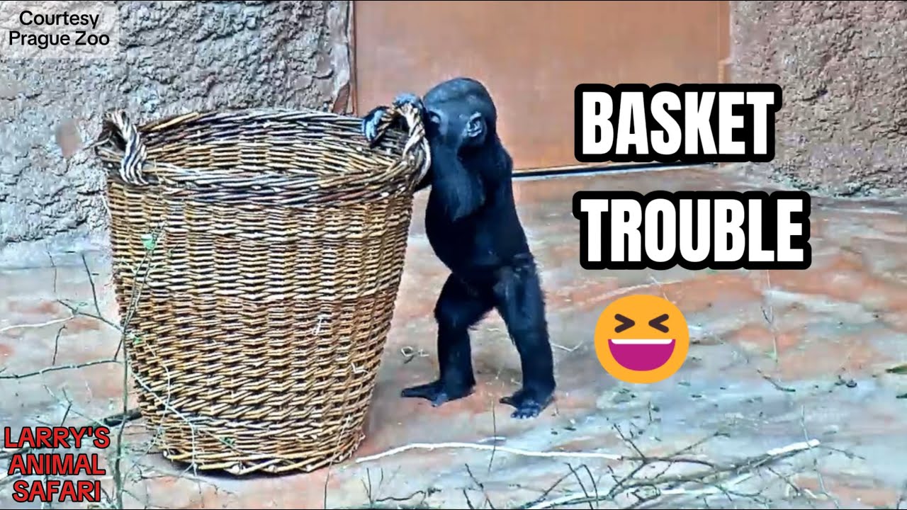 Дети горилл против корзины! 🧺🦍 Моби и Гайя исследуют