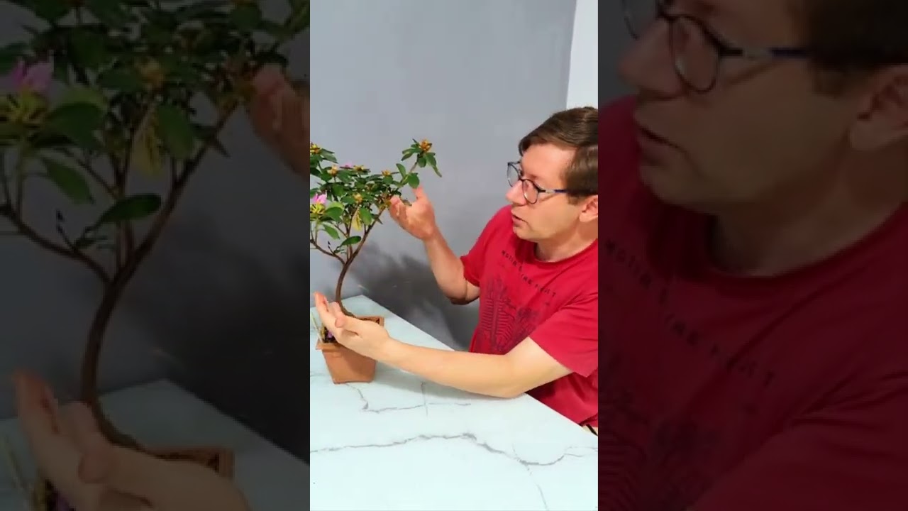 Escolha certa - Muda de Azaleia para Bonsai