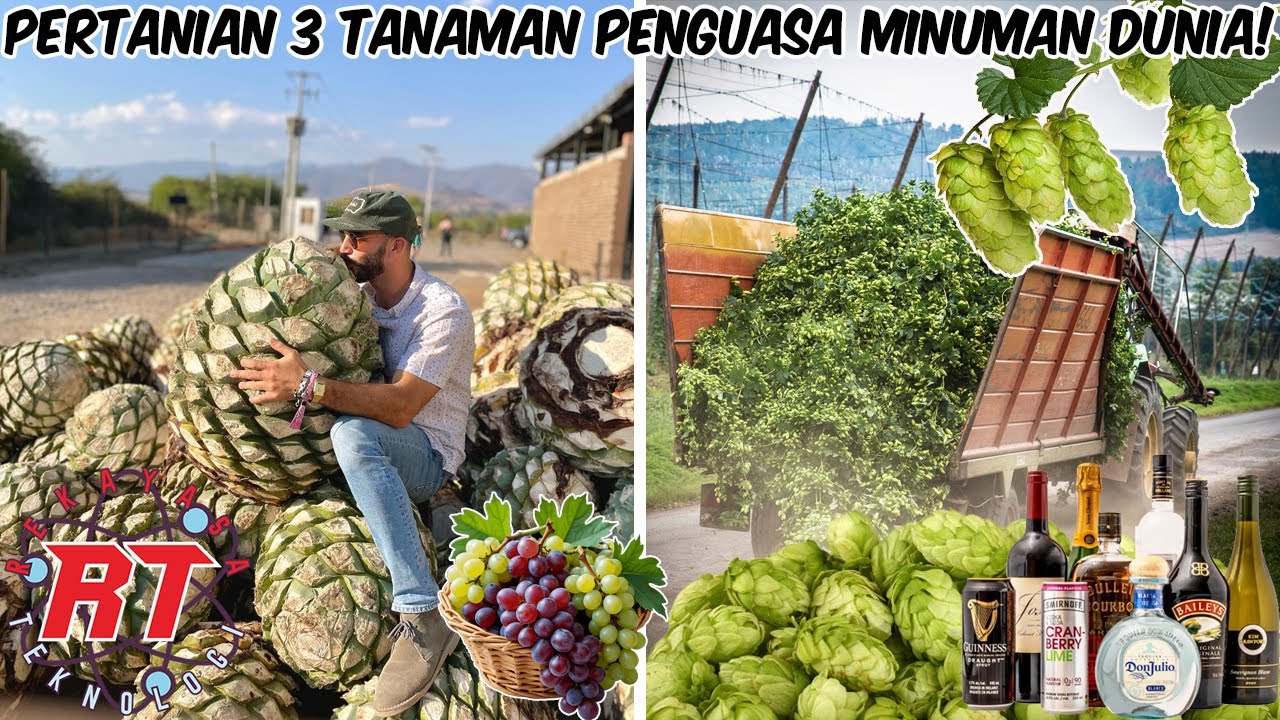 INILAH RAJA TANAMAN PEMBUAT MINUMAN ALAKOHOL DUNIA — WINE, TEQUILA & BEER DALAM PROSES BUDIDAYA!