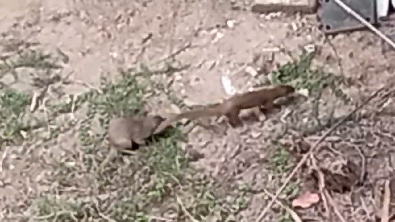 Rare Video Captured in our Garden Mongoose Mating never seen before