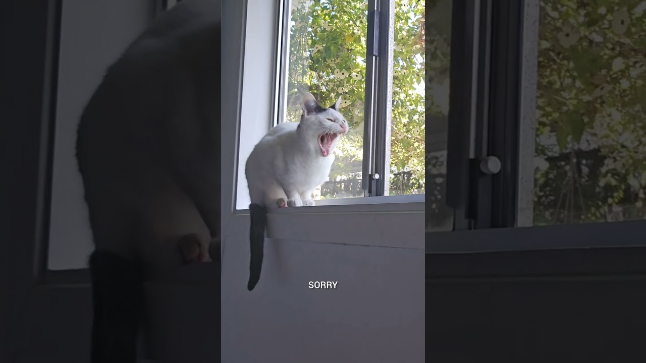 Cat-Calling Linda