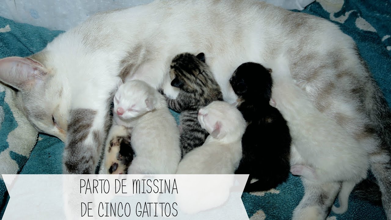 Parto de la gata de mis padres - Nacimiento de sus 5 gatitos ★ xiqittina ★
