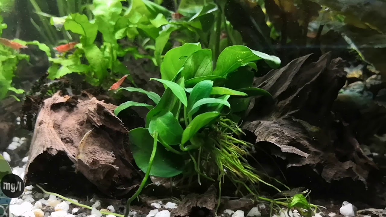 Juwel Primo LED 110 Guppy und Platy Gesellschaftsbecken