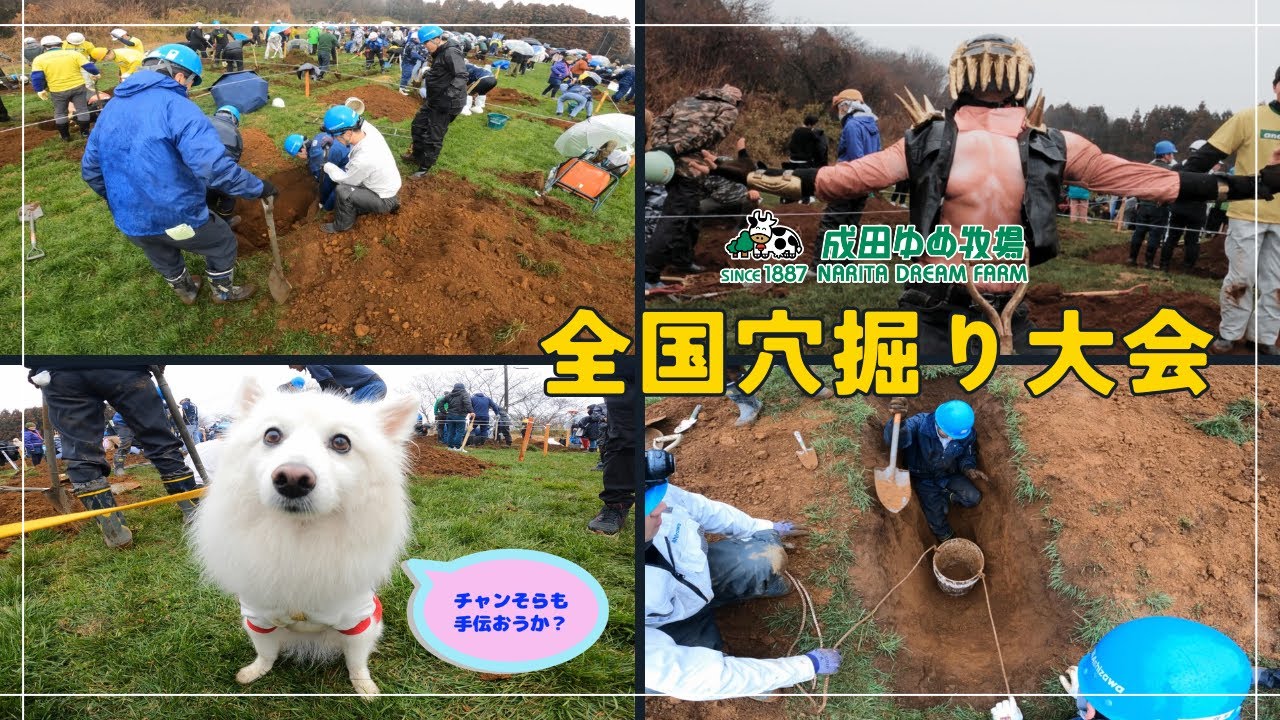 第22回全国穴掘り大会 成田ゆめ牧場 2024年2月4日開催 【日本スピッツ】 #dog #日本スピッツ #穴掘り大会