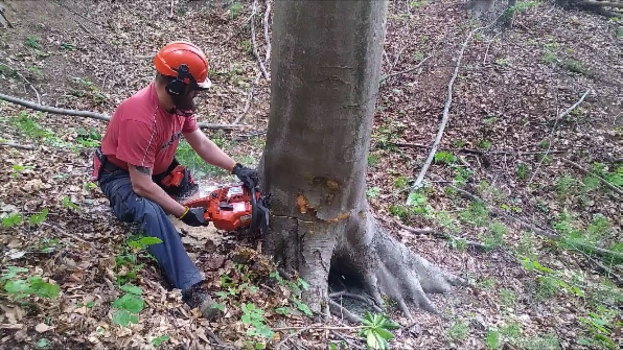 Forestry - Felling A Leaner - Šumarstvo - Obaranje Stabla S Nagibom