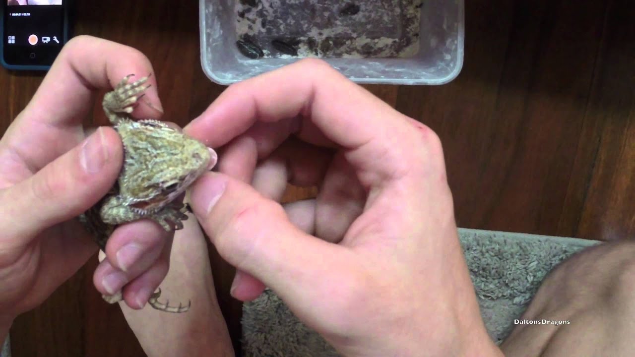 How To Assist Feed Bearded Dragons