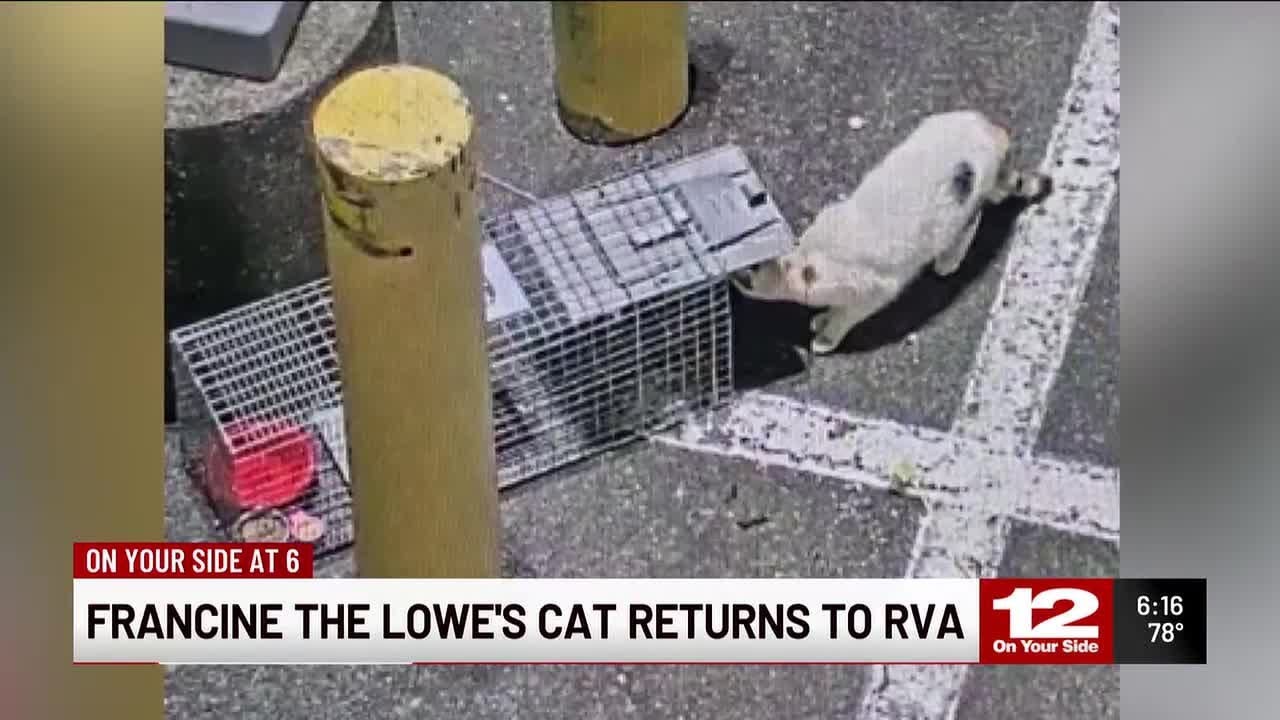 Кошка Франсин Лоу возвращается в RVA