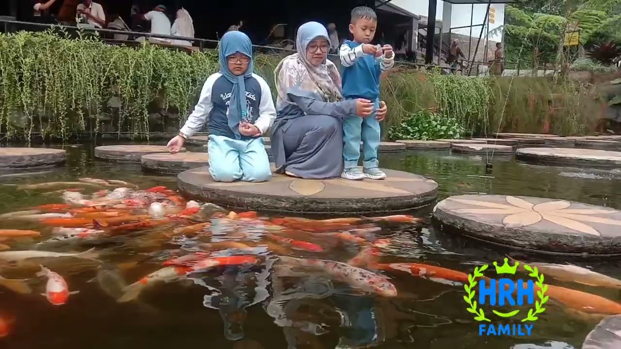 Kasih makan Gajah 🐘 #gajah #elephant 