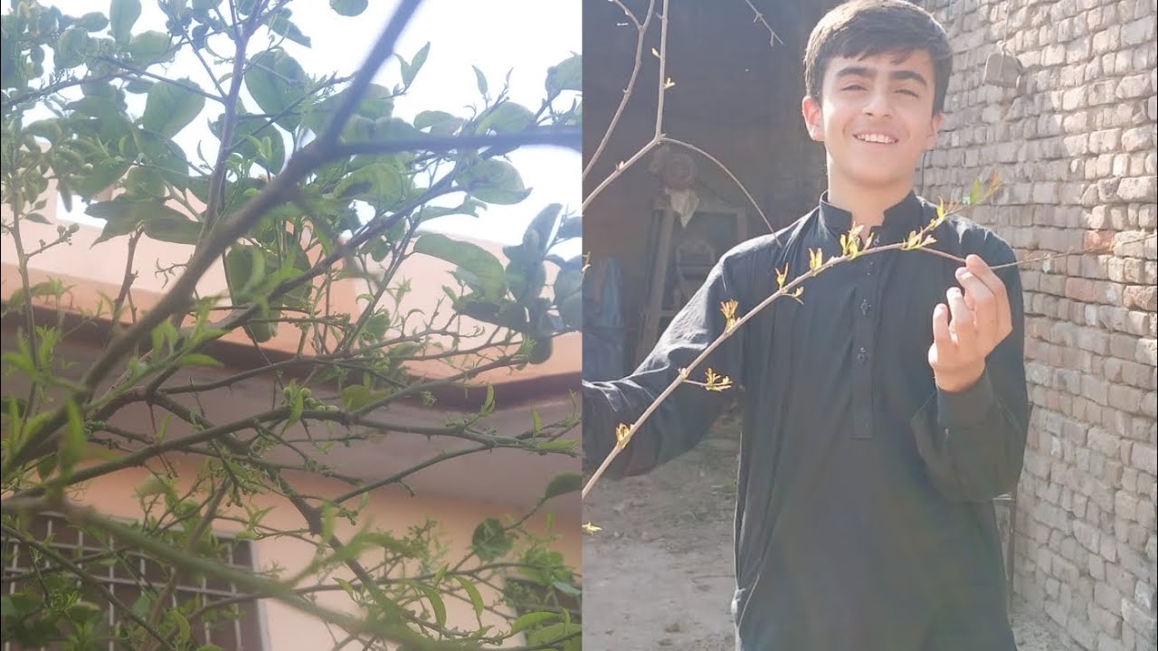 Hamarai drakhto kai nae pattay nikal rahai hai 🥰😁