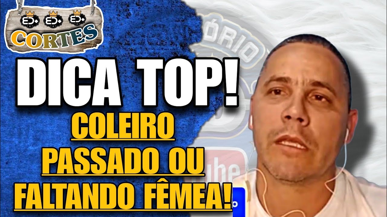o JEITO do COLEIRO PULAR, te mostra se está PASSADO ou FALTANDO fêmea!