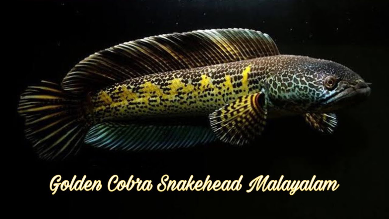 സ്വർണ്ണ ചിത്രങ്ങളുള്ള സ്വർണ്ണ വരാൽ 🔥 || Channa auranti || Golden Cobra Snakehead Malayalam 💥💥👌