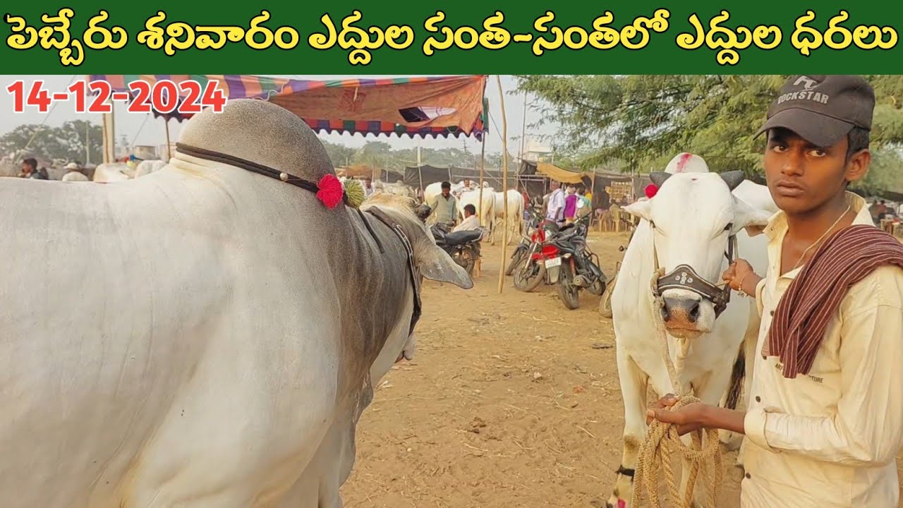 పెబ్బేరు శనివారం ఎద్దుల సంత | Pebbair Saturday Bulls market | Oxen prices | 14-12-2024 ‎@purnafarms 