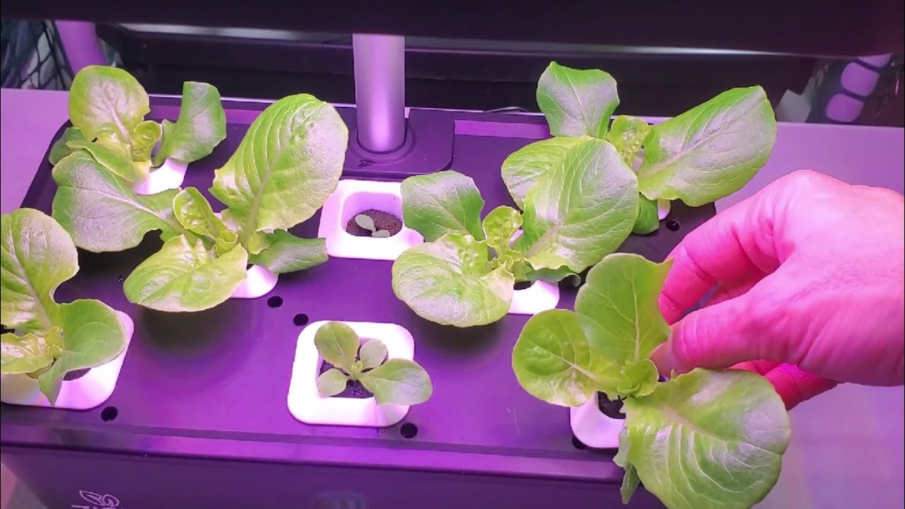 Zisiz Indoor Hydroponics Growing System Review