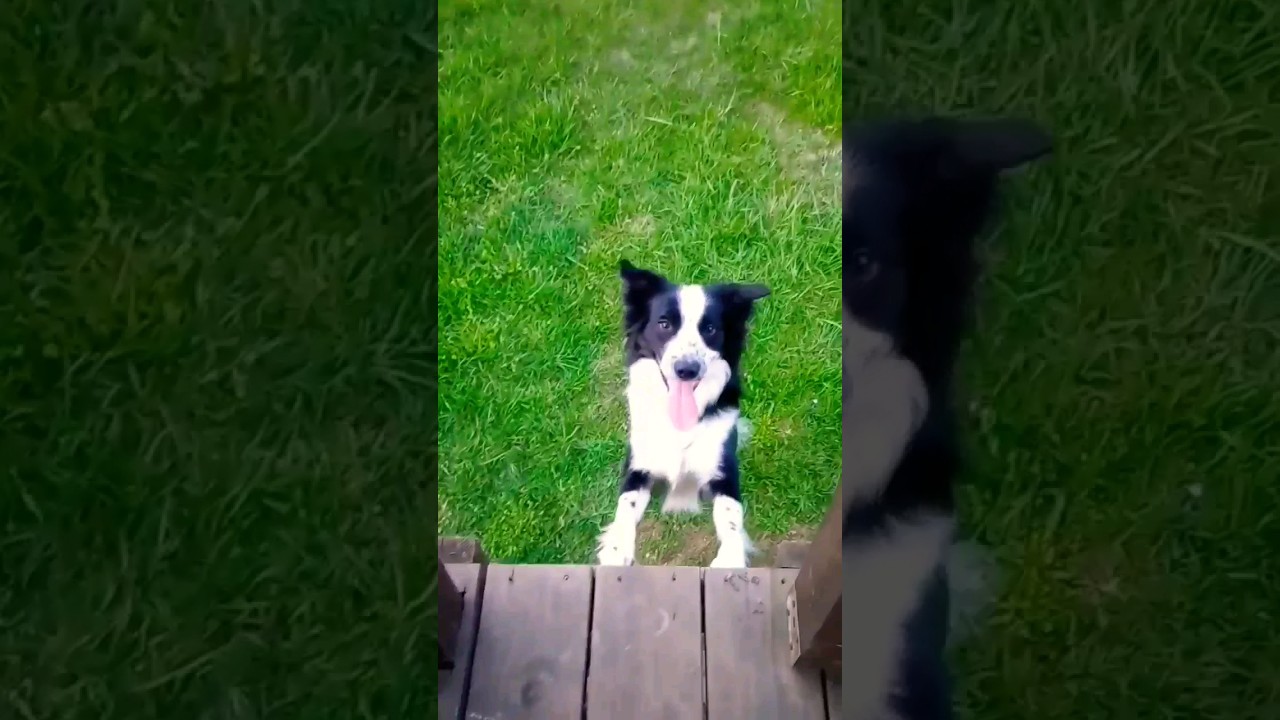 Country Dog living The Life! #bordercollie #countrylife #smartestdogs #puppy #dog #cutestdogs