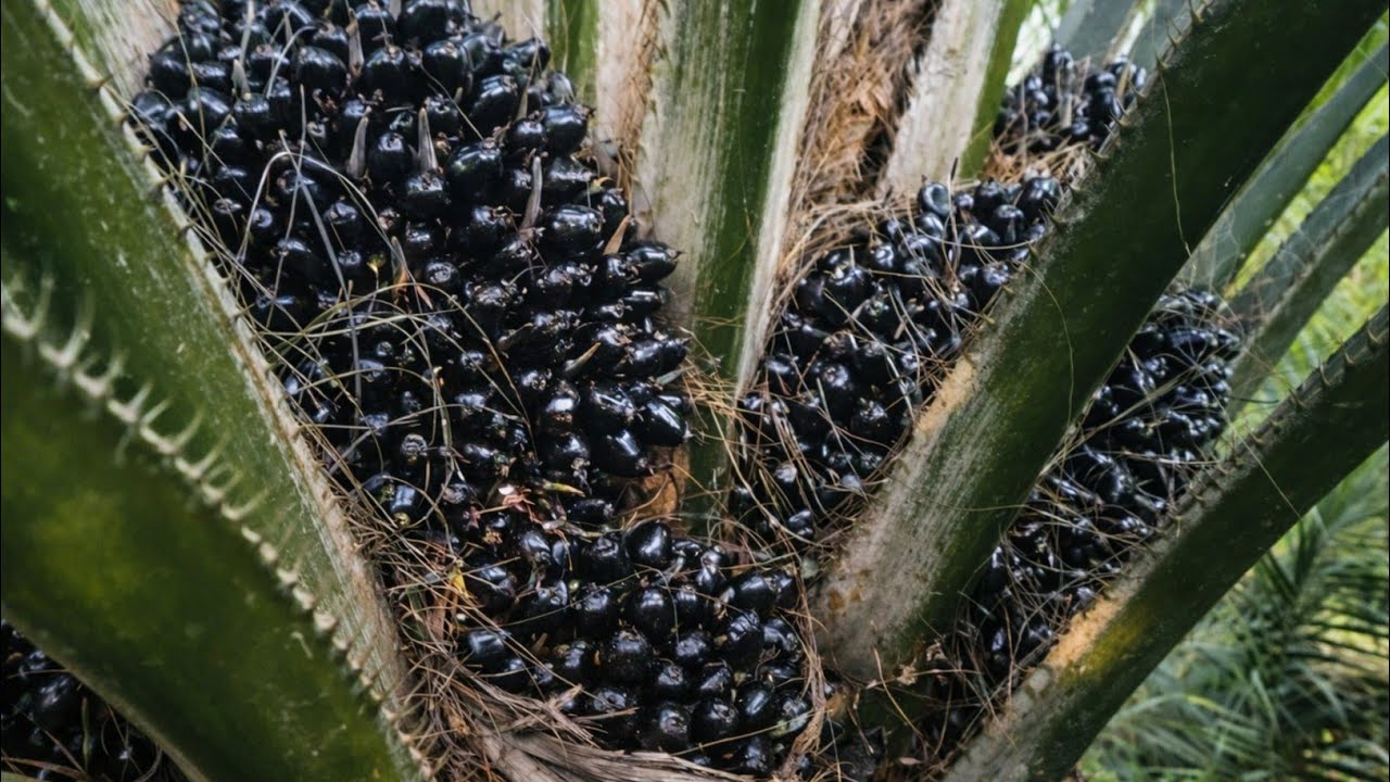 Mengecek Kebun Sawit Pribadi Varietas Yangambi PPKS Parindu Kalimantan Barat. @Petani Pemula Temah
