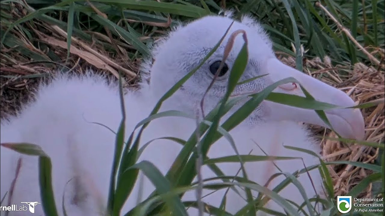 Royal Albatross - BOK ❤️ and her fluffy little chick Plateau🐥👑 just before the changeover 🌊