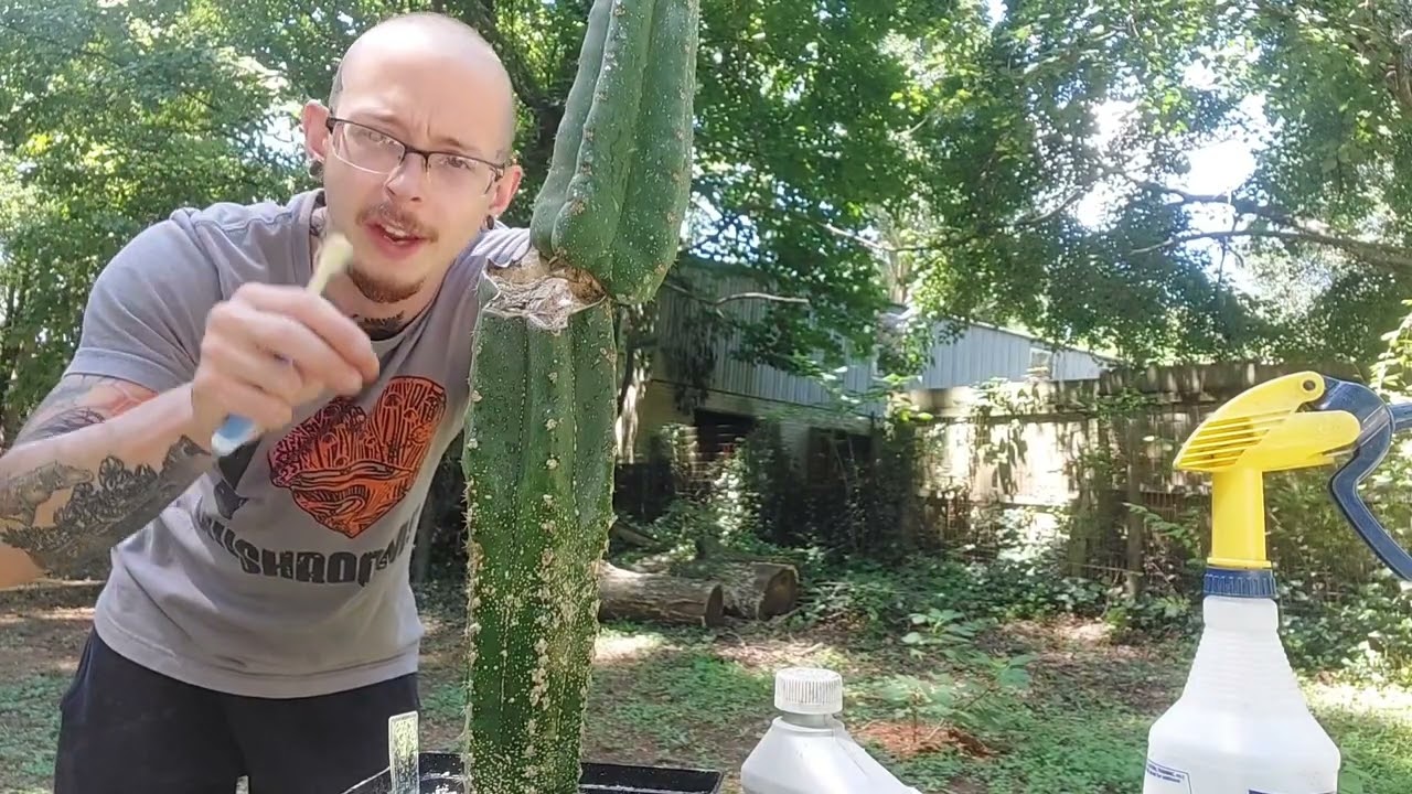 Help! There's Scale On My Cactus! | What It Is & How To Treat It