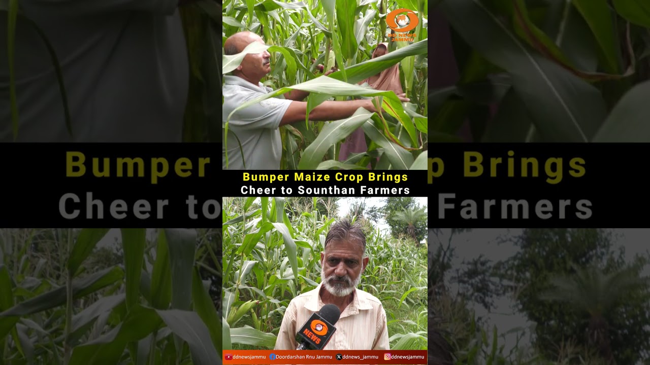 Bumper Maize Crop Brings Cheer to Sounthan Farmers