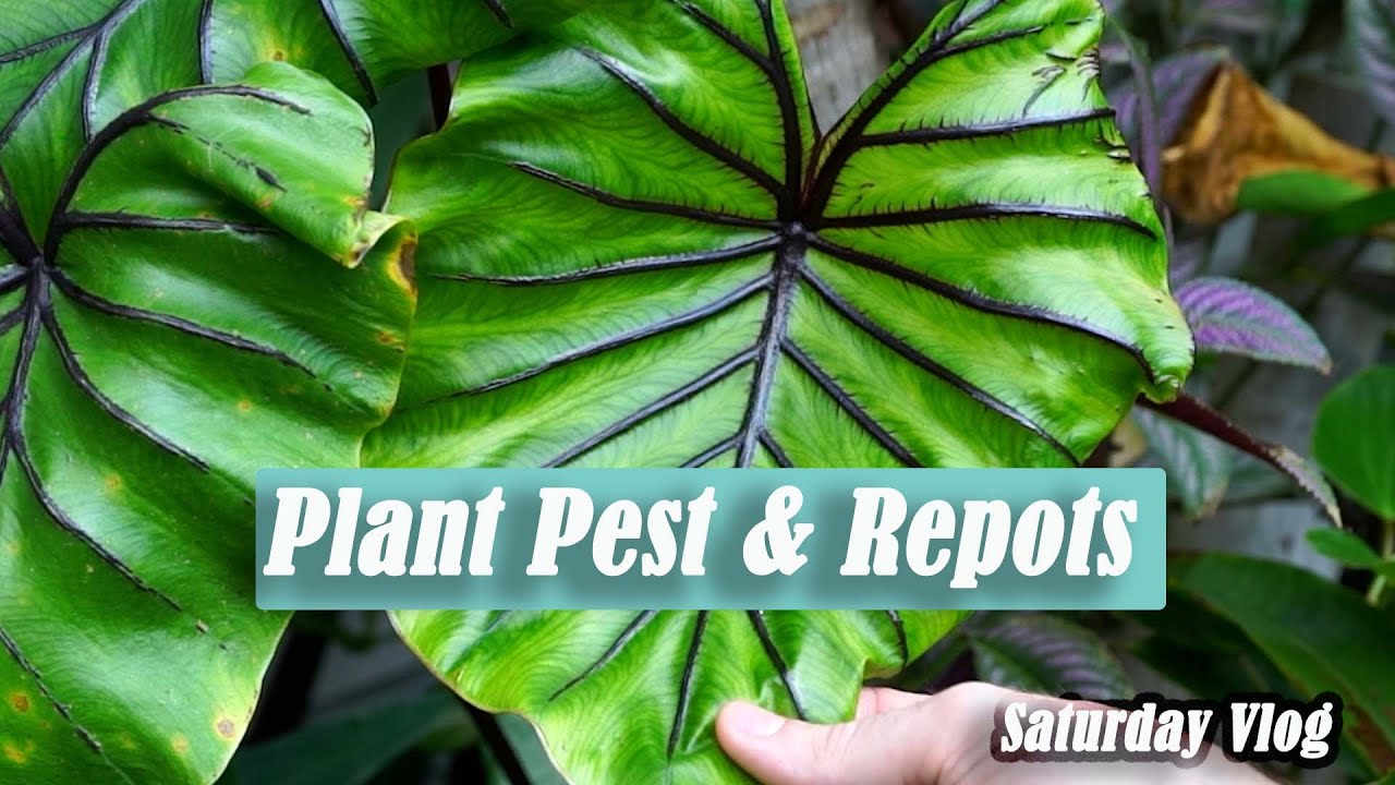 Plant Pest || Repotting Pharaohs Mask Colocasia & Canary Wing Begonia || Red Date Scale & Whitefly