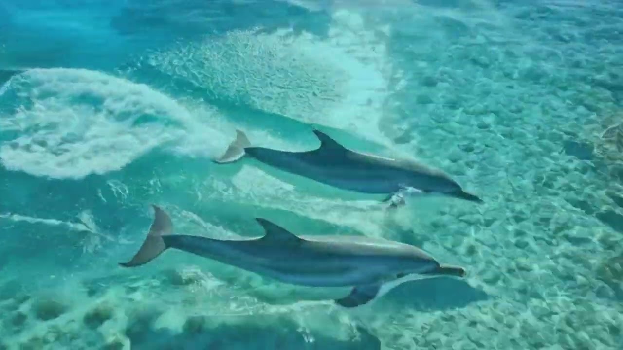 イルカの鳴き声とヒーリングミュージック　432Hz 大海原をイルカと一緒に泳ぎましょう　healing music for all who need rest